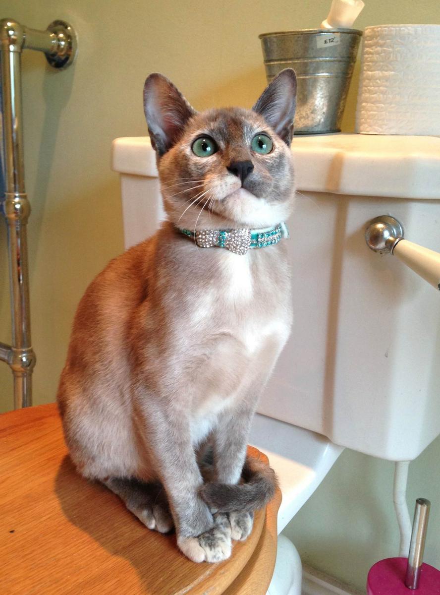 Gato sentado en el wc