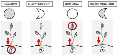 cultivar con la luna