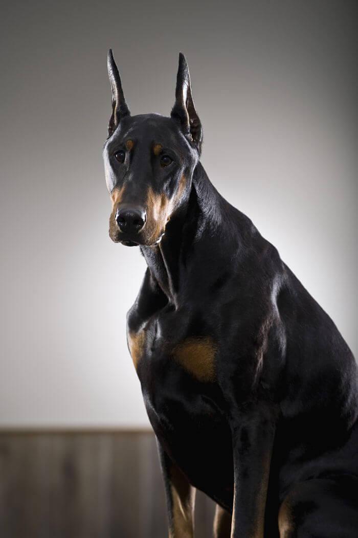 Enfermedades que afectan a los Doberman