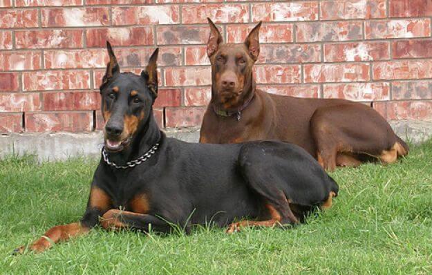 Enfermedades que afectan a los Doberman