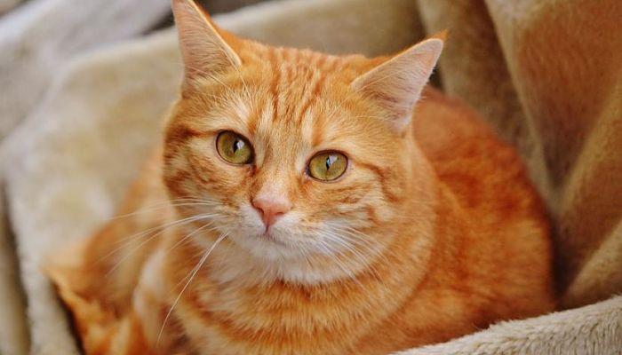 que raza son los gatos naranja