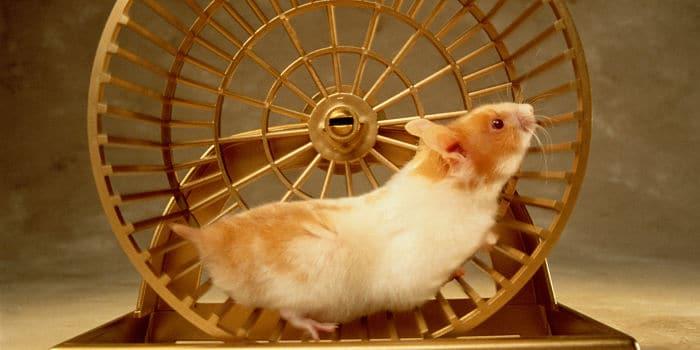todo-lo-que-se-necesita-para-tener-un-hamster-5