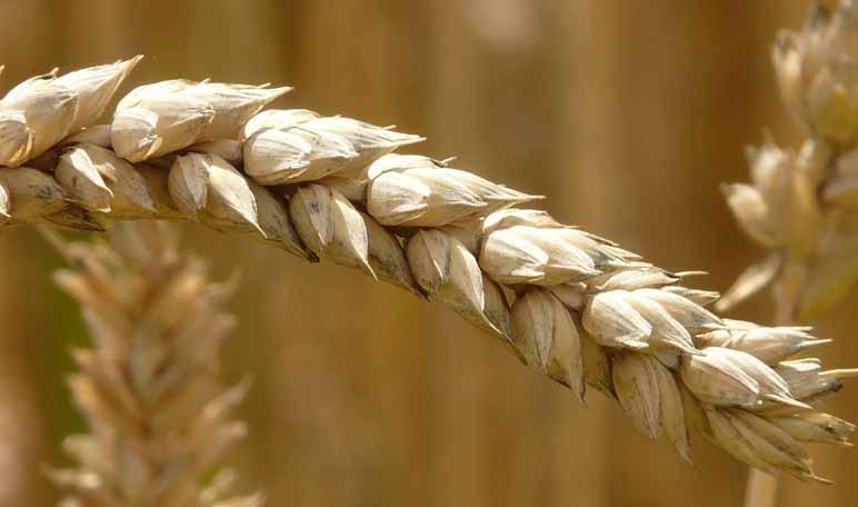 Aloe vera y germen de trigo para la pérdida de cabello