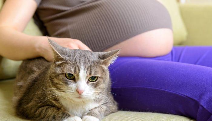 Qué enfermedades causan los gatos a las mujeres