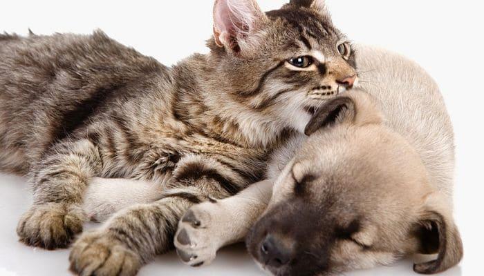 cómo hacer que perros y gatos se lleven bien