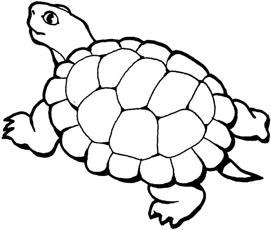 Tortuga Para Dibujar