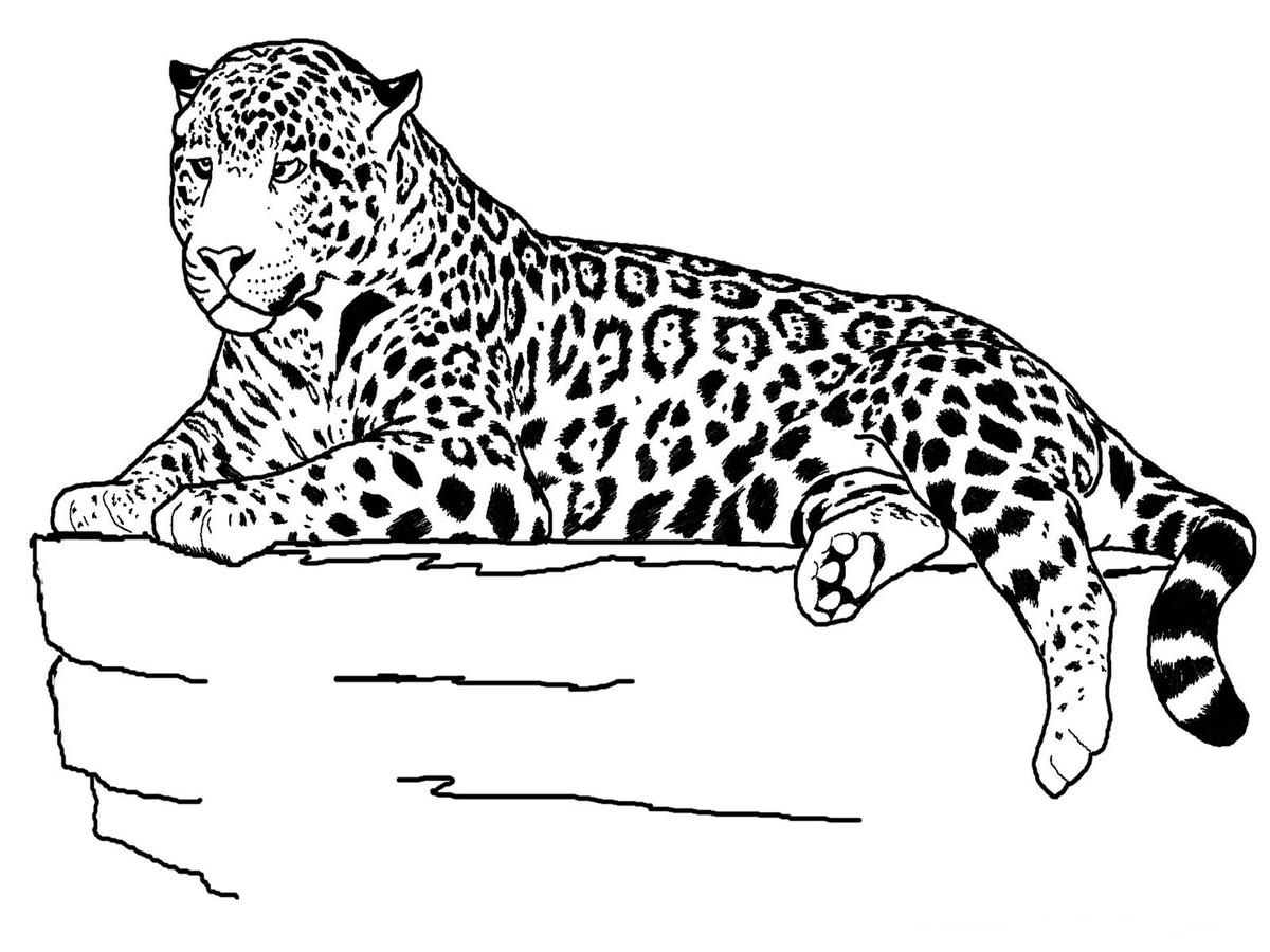Guepardo Para Dibujar
