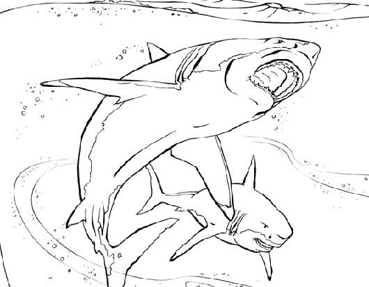 Tiburones Para Colorear
