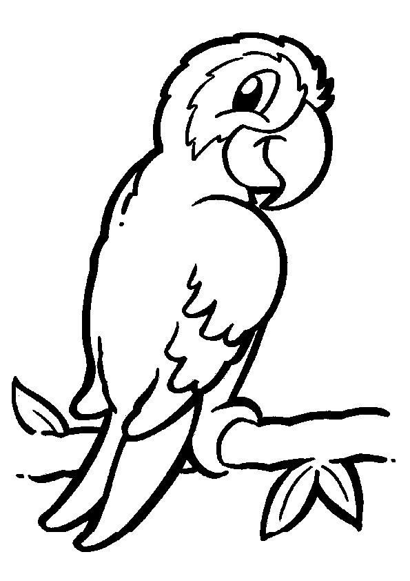 Loro Para Pintar