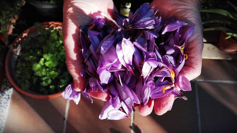 como-es-la-flor-del-azafran