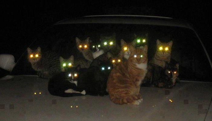 porque brillan los ojos de los gatos