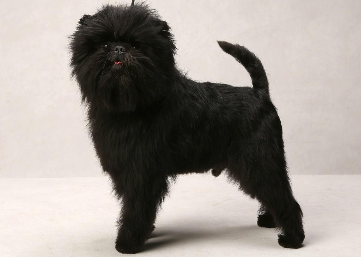 Affenpinscher