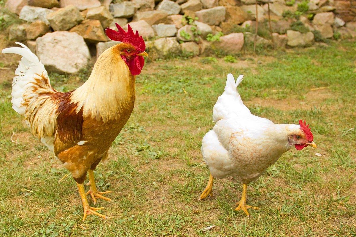 Animales domestico