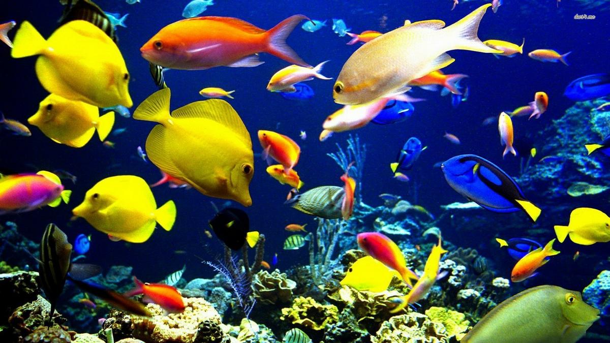 Animales domestico