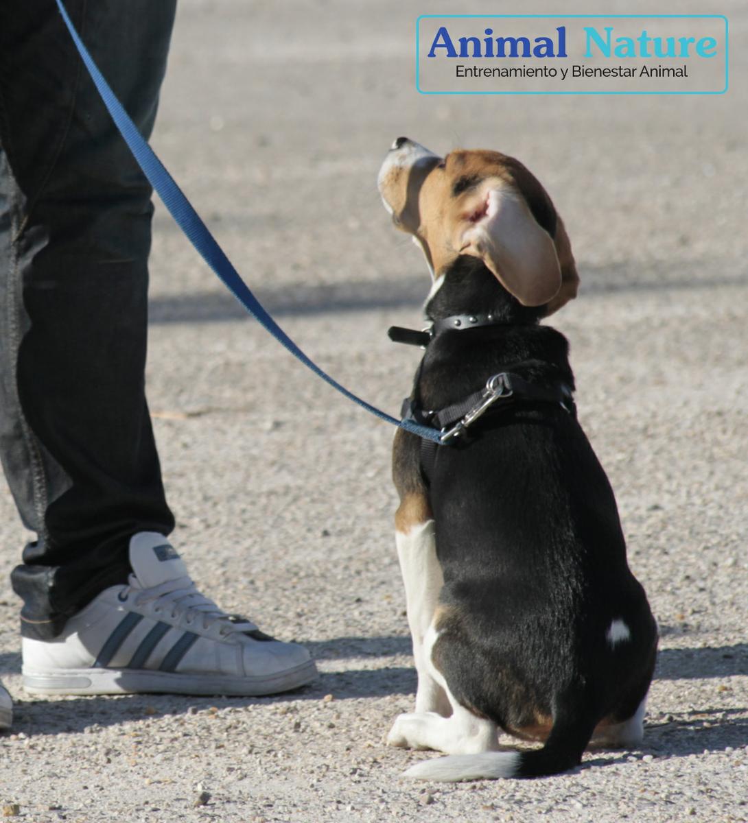 Cachorro de beagle