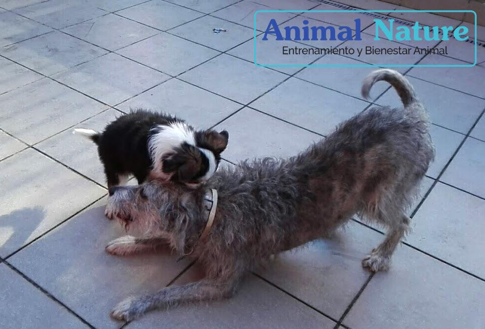 Cachorros con perros adultos