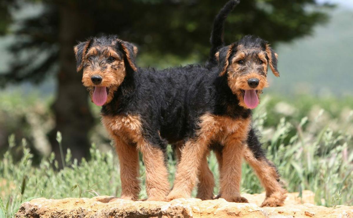 Airedale Terrier