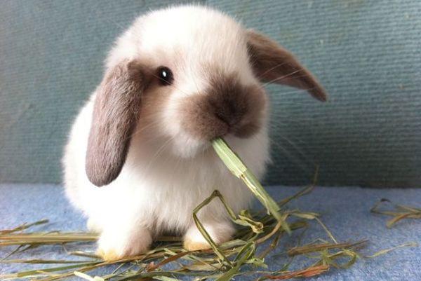 conejos-holland-lop-1