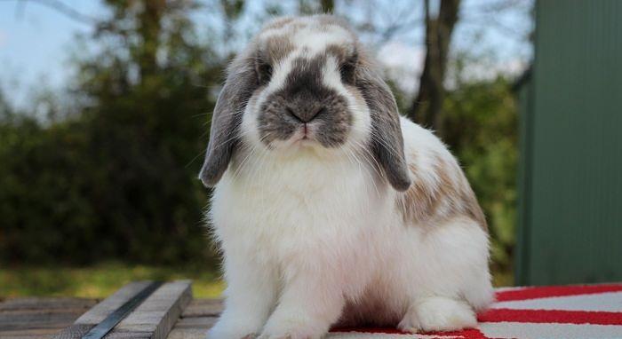 conejos-holland-lop-3