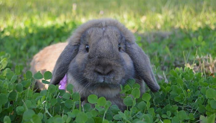 conejos-holland-lop-4