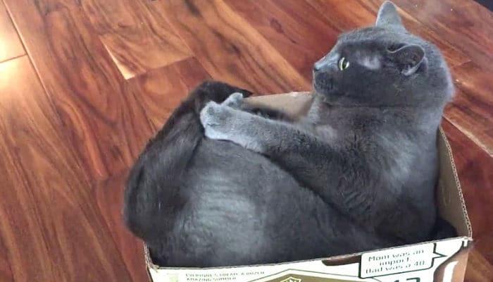 datos curiosos sobre las coasa que pueden hacer los gatos