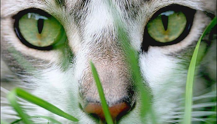 que debo saber sobre los gatos