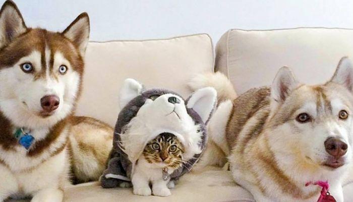 las ternuras de los gatos