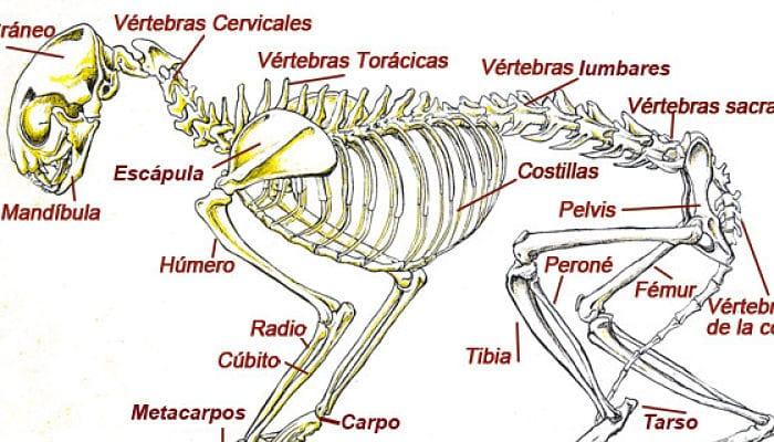 los gatos tienen más huesos que los humanos