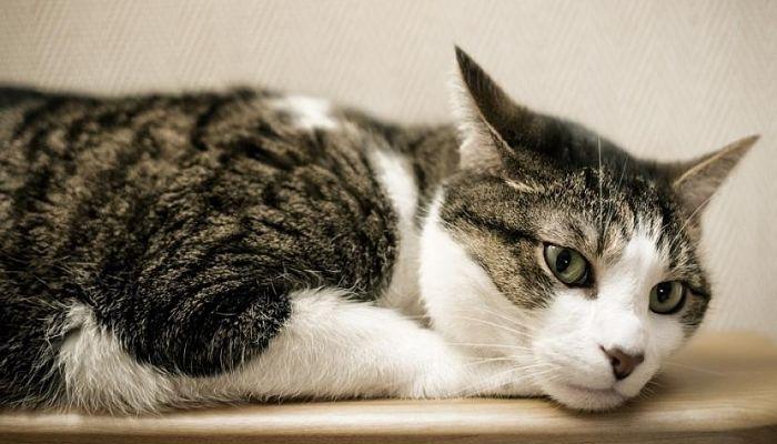 dolor de oídos en gatos