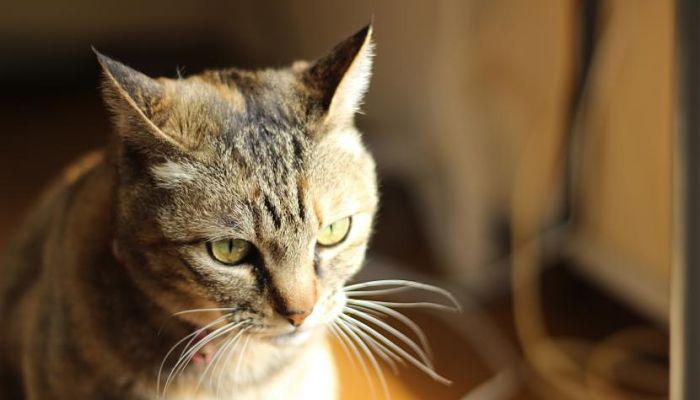 baba con mal olor en gatos