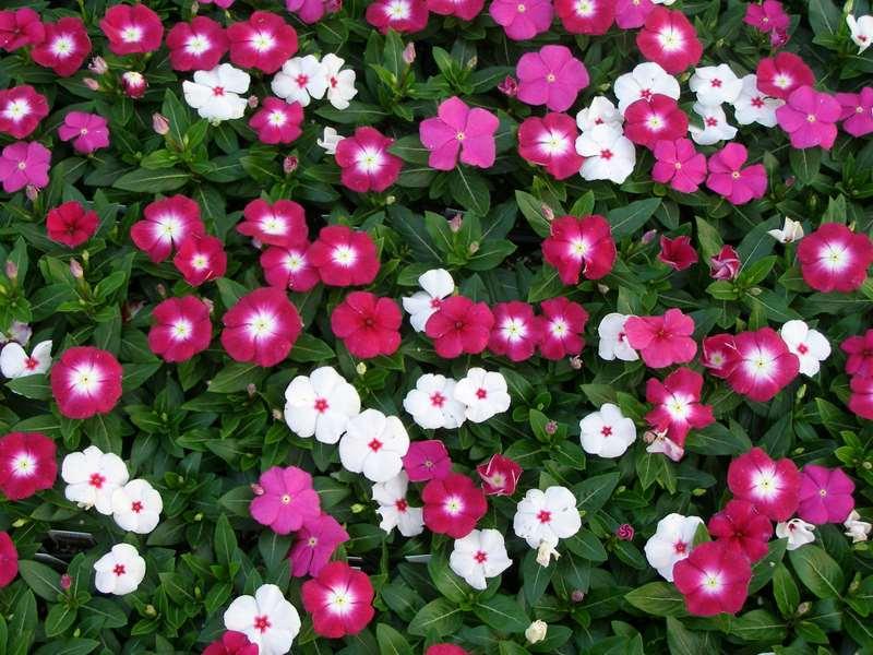 Flores Vinca