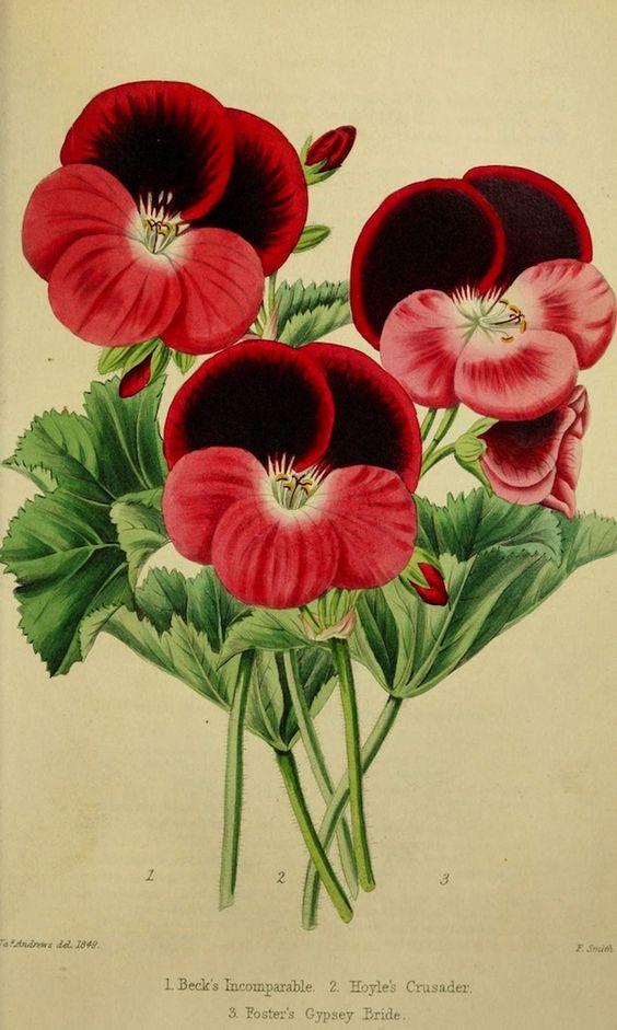 Ilustración Botánica Pensamientos