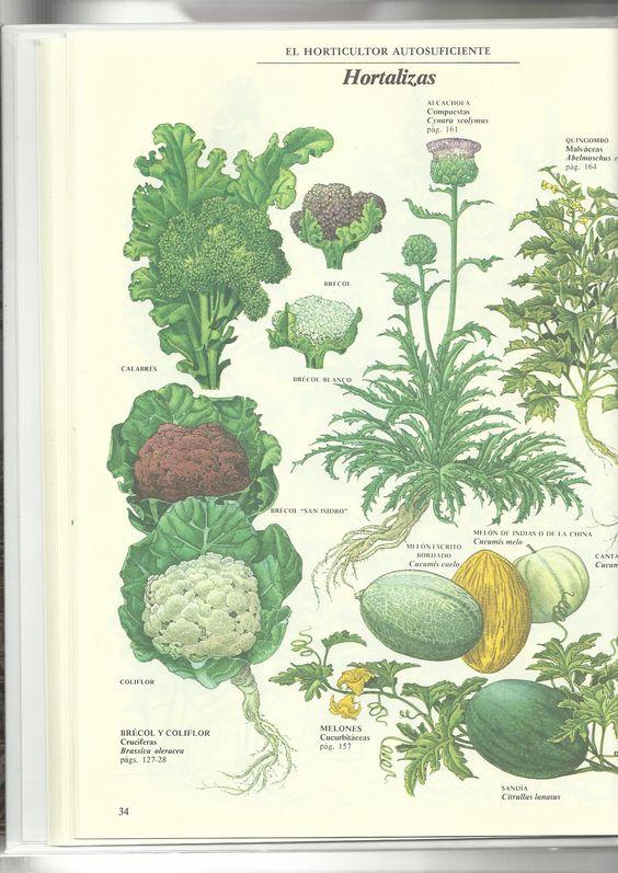 Ilustración del libro de Jhon Seymour