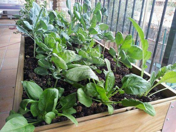 Huerto en mesas de cultivo