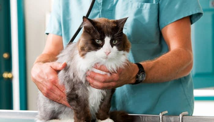 debemos estar atentos a los síntomas de nuestro felino