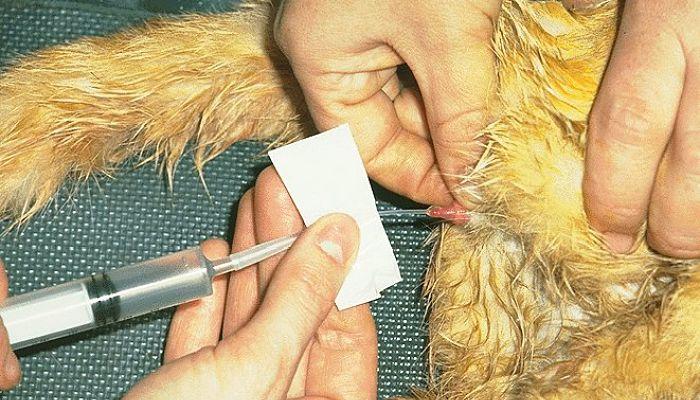 las sondas ayudan a vaciar la vejiga del gato