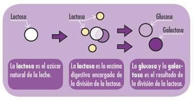 Ruta metabólica de la lactasa