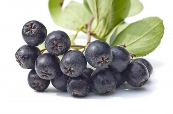 Aronia