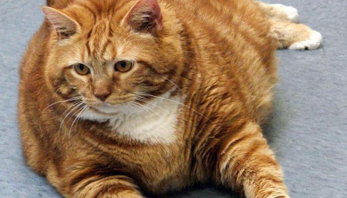 peso ideal en gatos