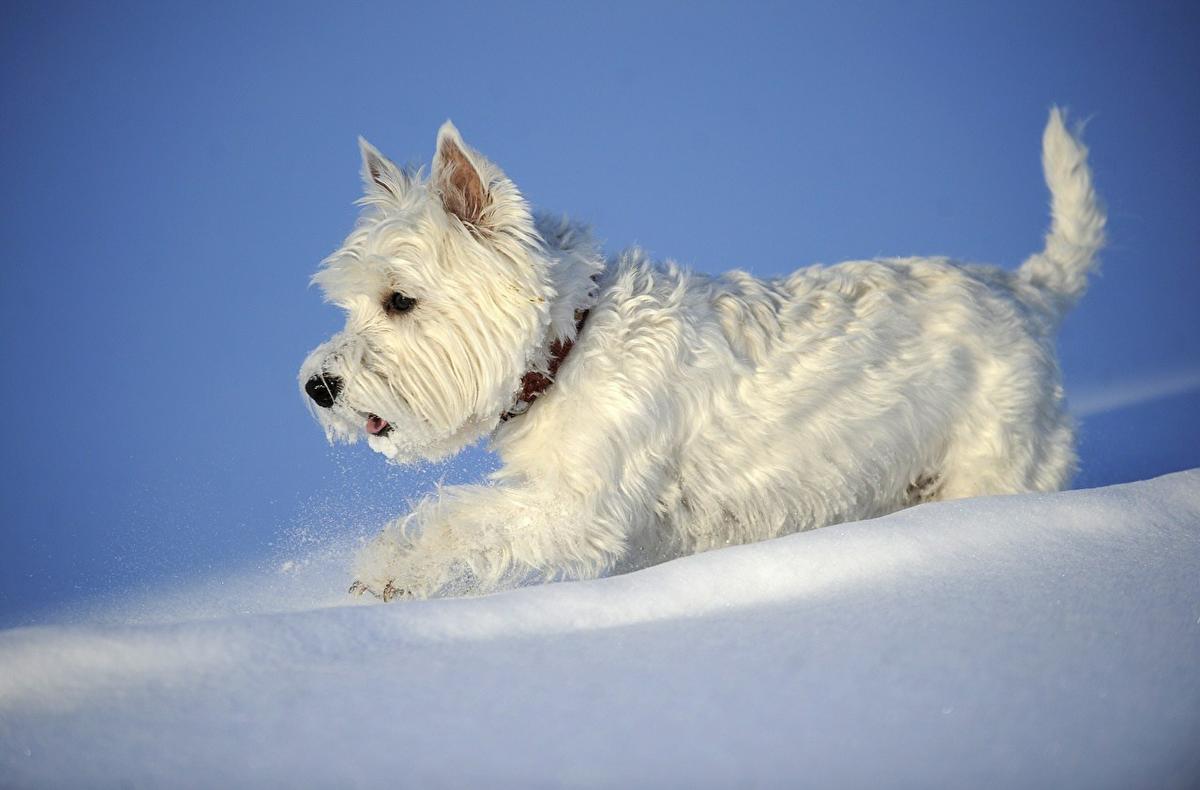Terrier blanco de montaña