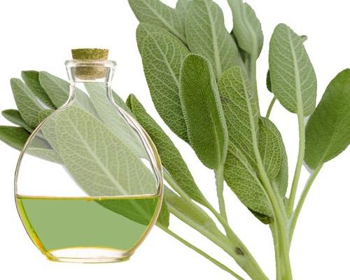 Propiedades beneficiosas para la salud de la Salvia