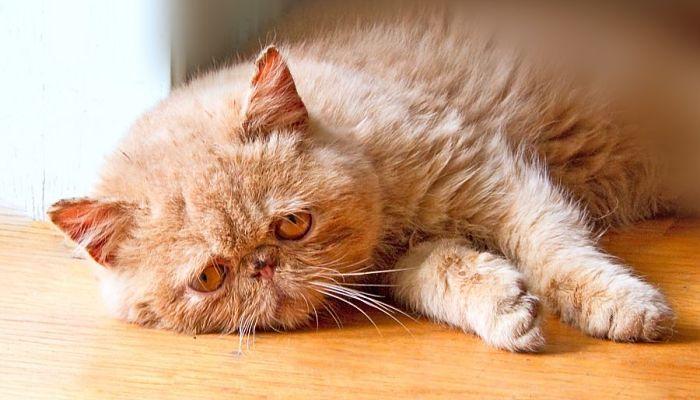 golpe de calor en gatos
