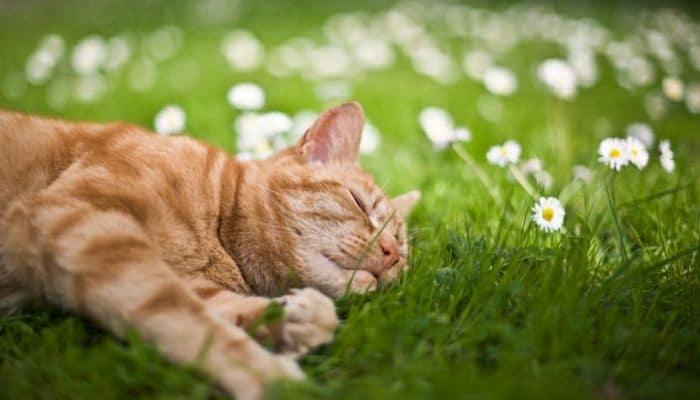 suministra a tu gato un espacio con sombra