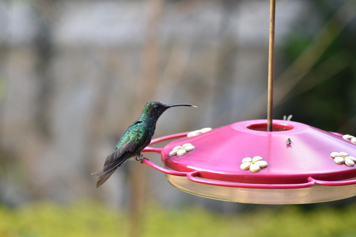DSC_0785.JPG