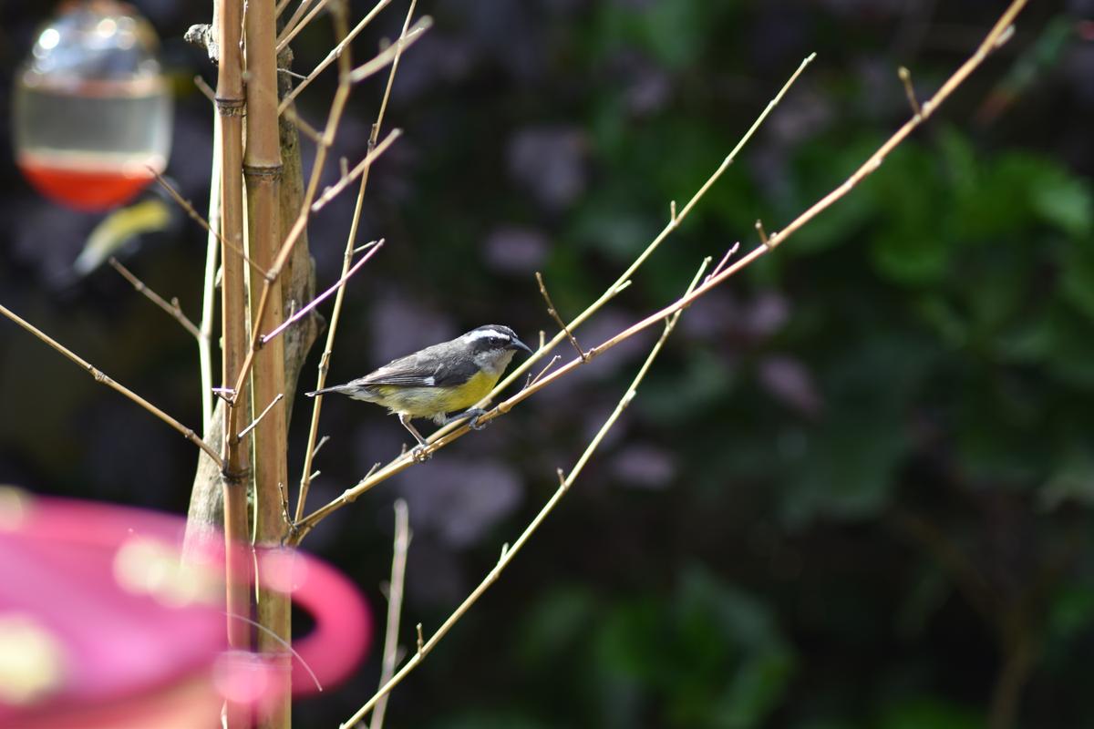 DSC_0578.JPG