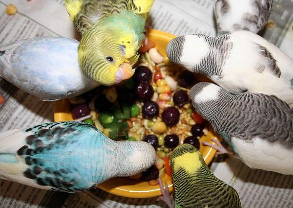 qué frutas y vegetales comen los periquitos