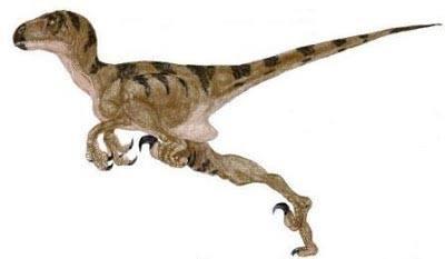 Velociraptor