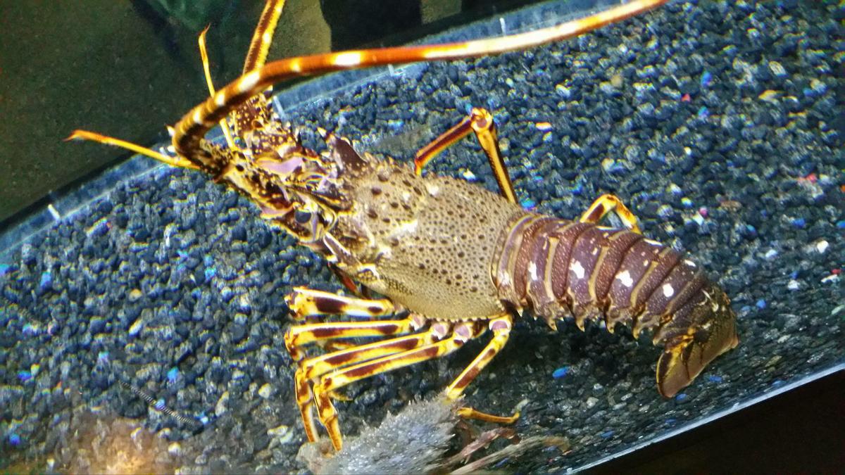 13214407_10209549667084184_1744155684_o