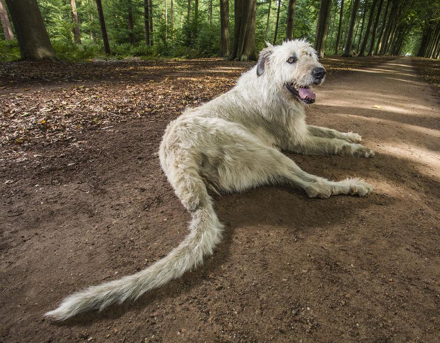 perro con la cola más larga del mundo
