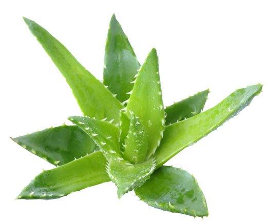 Como hacer crecer las cejas usando Sábila (Aloe Vera)